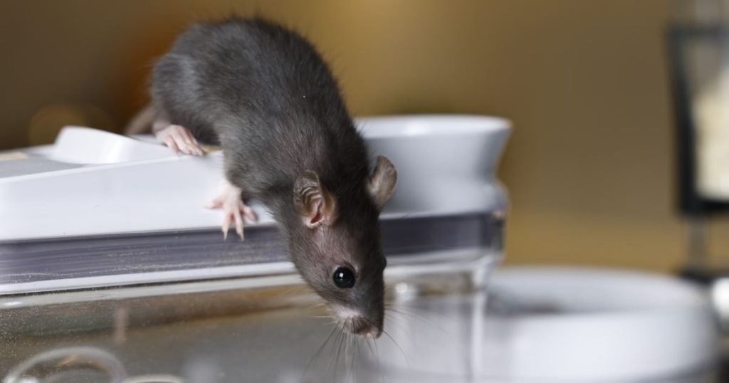 Cómo Eliminar Ratas en Casa · Guía Práctica | Neoplagas
