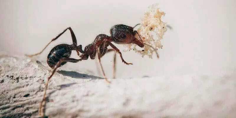 fumigacion de hormigas