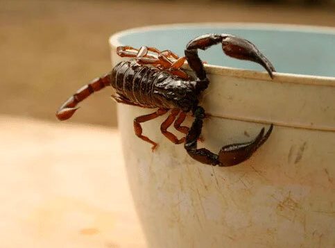 fumigación de alacranes y escorpiones