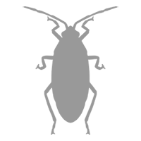 Plagas cucaracha