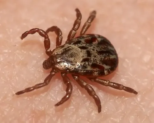 Fumigación y Exterminación de Garrapatas