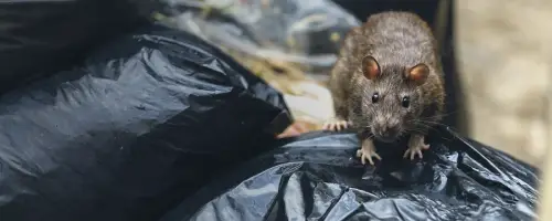 ¿Qué es el Control de Plagas?, manejo de basura