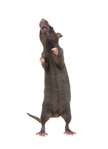 fumigación de ratas, cómo eliminar ratas y ratones en casa